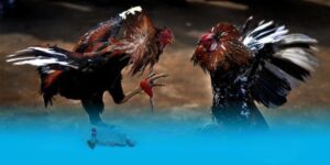 Hướng Dẫn Theo Dõi Kết Quả Đá Gà Nhanh Trên BONGVIP