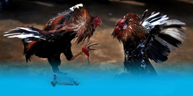 Hướng Dẫn Theo Dõi Kết Quả Đá Gà Nhanh Trên BONGVIP